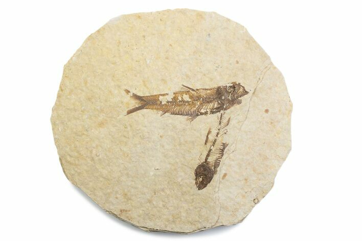 Fossil Fish (Knightia) Mortality Plate - Wyoming #375379